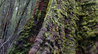 l'un des plus grands arbres au monde, espèce d’eucalyptus devenue extrêmement rare, presque seulement présente en Tasmanie 