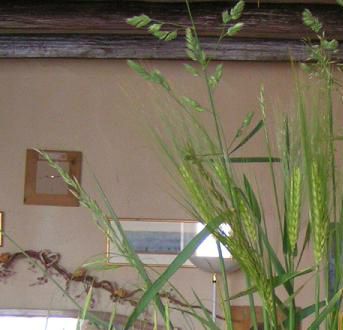 bouquet d'herbes... mais sans ses fleurs tricolores