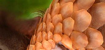animal inoffensif mais très utile, disparaissant dans l'indifférence de tous ou presque !