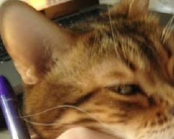 mais non Miou ne m'a pas empêché d'écrire, elle n'était pas encore né. Mais aujourd'hui, si ! elle m'interrompt souvent